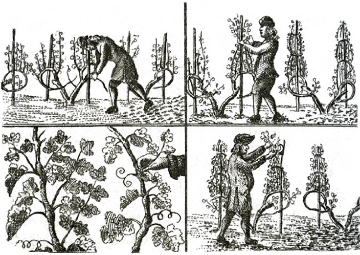 Travaux de la vigne (La vie des villageois au XVIIIe siècle G. Thoquet).